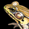 Thumbnail Image of Frog