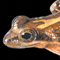 Thumbnail Image of Frog