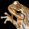 Thumbnail Image of Frog