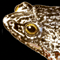 Thumbnail Image of Frog