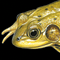 Thumbnail Image of Frog